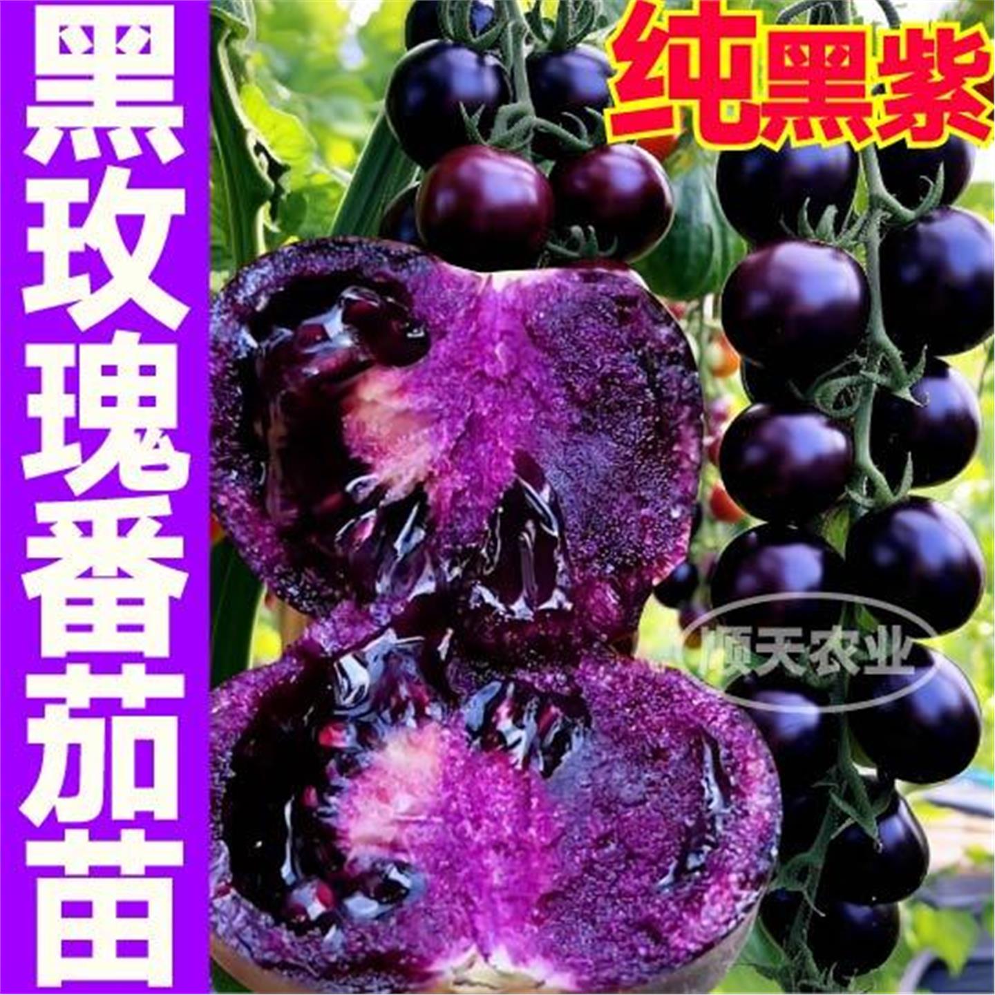 寿光黑紫色玫瑰番茄苗秧爆