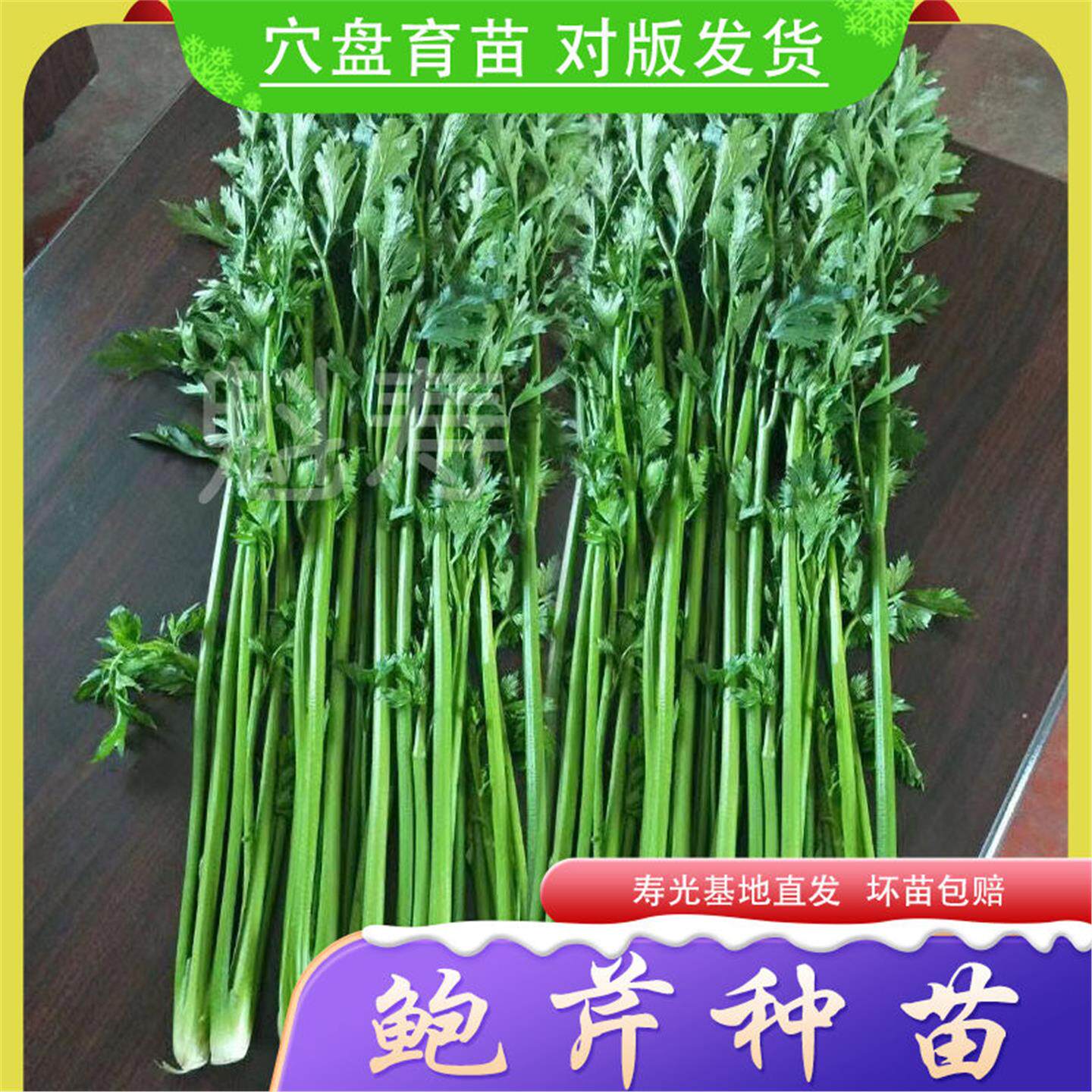 鲍芹苗种子苗芹菜苗种籽小芹籽种蔬菜菜种阳台子菜籽菜老品种