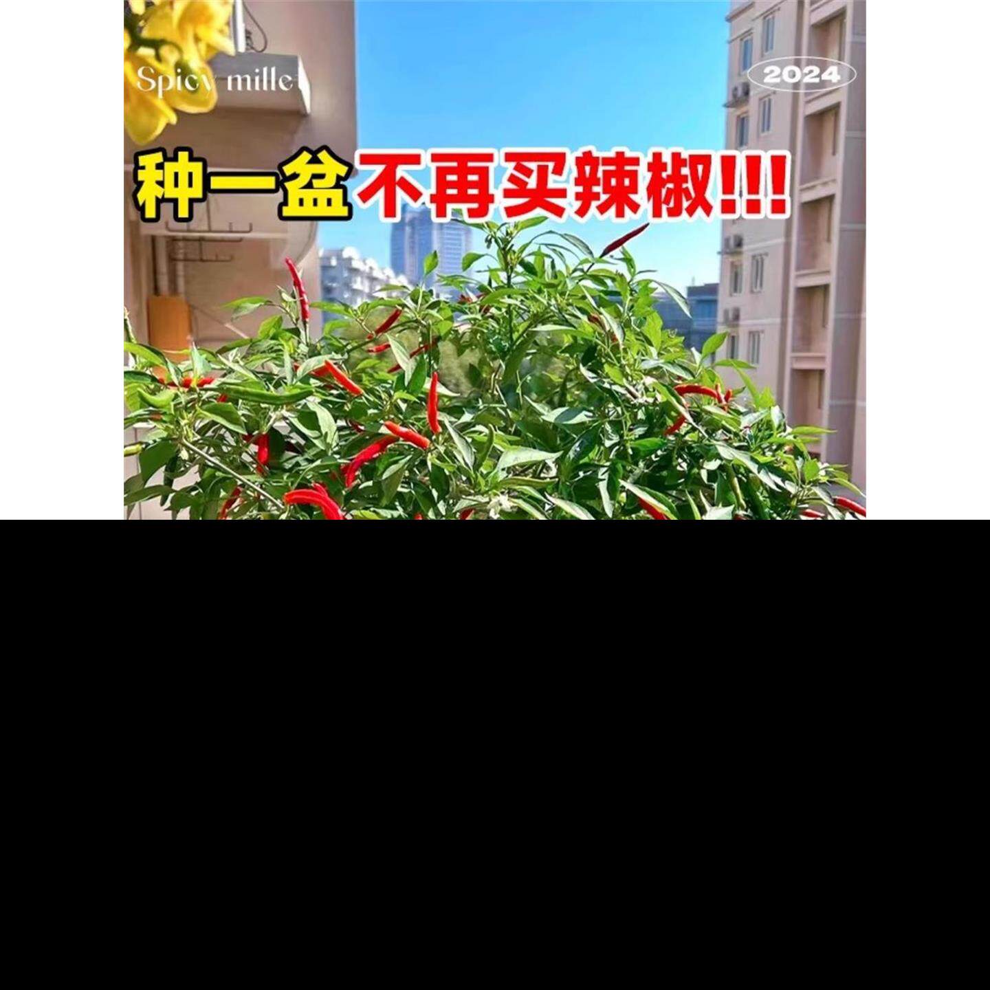 小米辣椒苗秧朝天四季盆栽