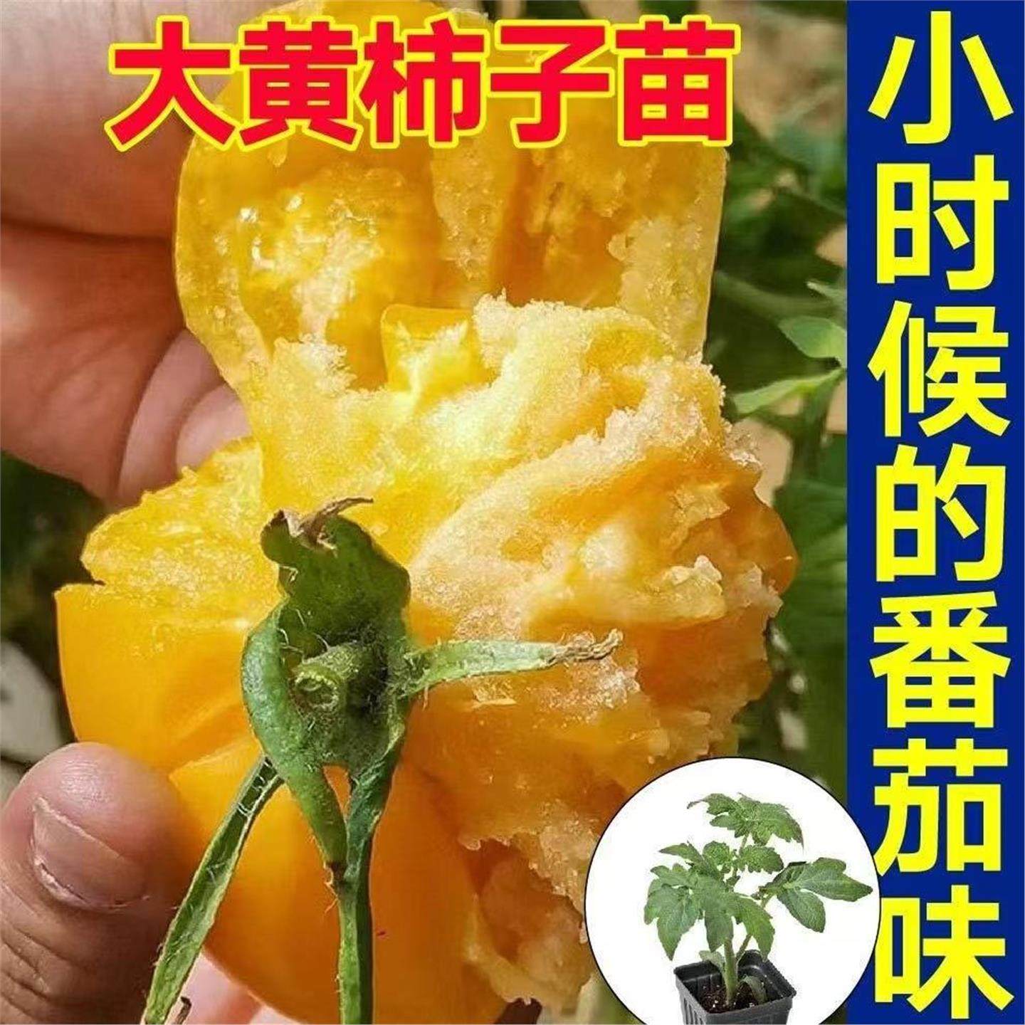 沙瓤老品种大黄柿子番茄秧