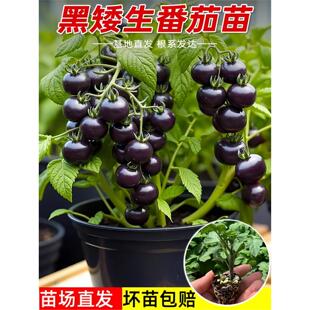 黑矮生小番茄苗秧苗黑圣女果苗黑珍珠番茄苗四季阳台盆栽蔬菜种苗
