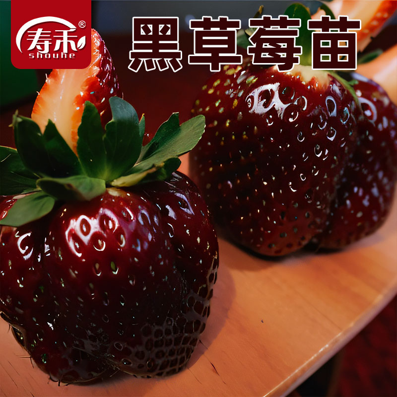 黑珍珠玄玉奶油草莓苗四季