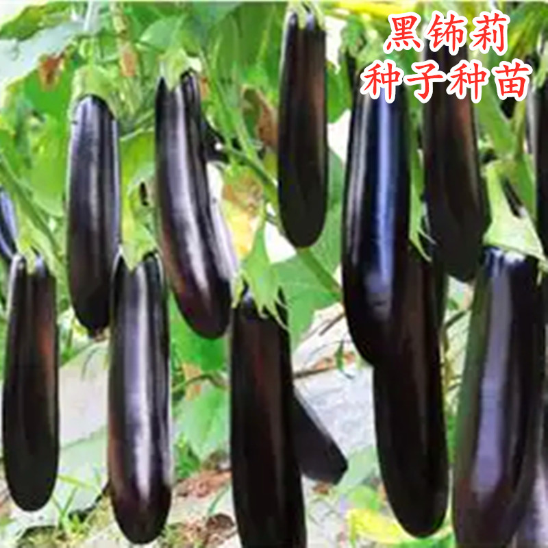 绿把绿萼长茄种子秧苗子嫁接苗紫黑色茄子种籽露天四季蔬菜黑钸莉