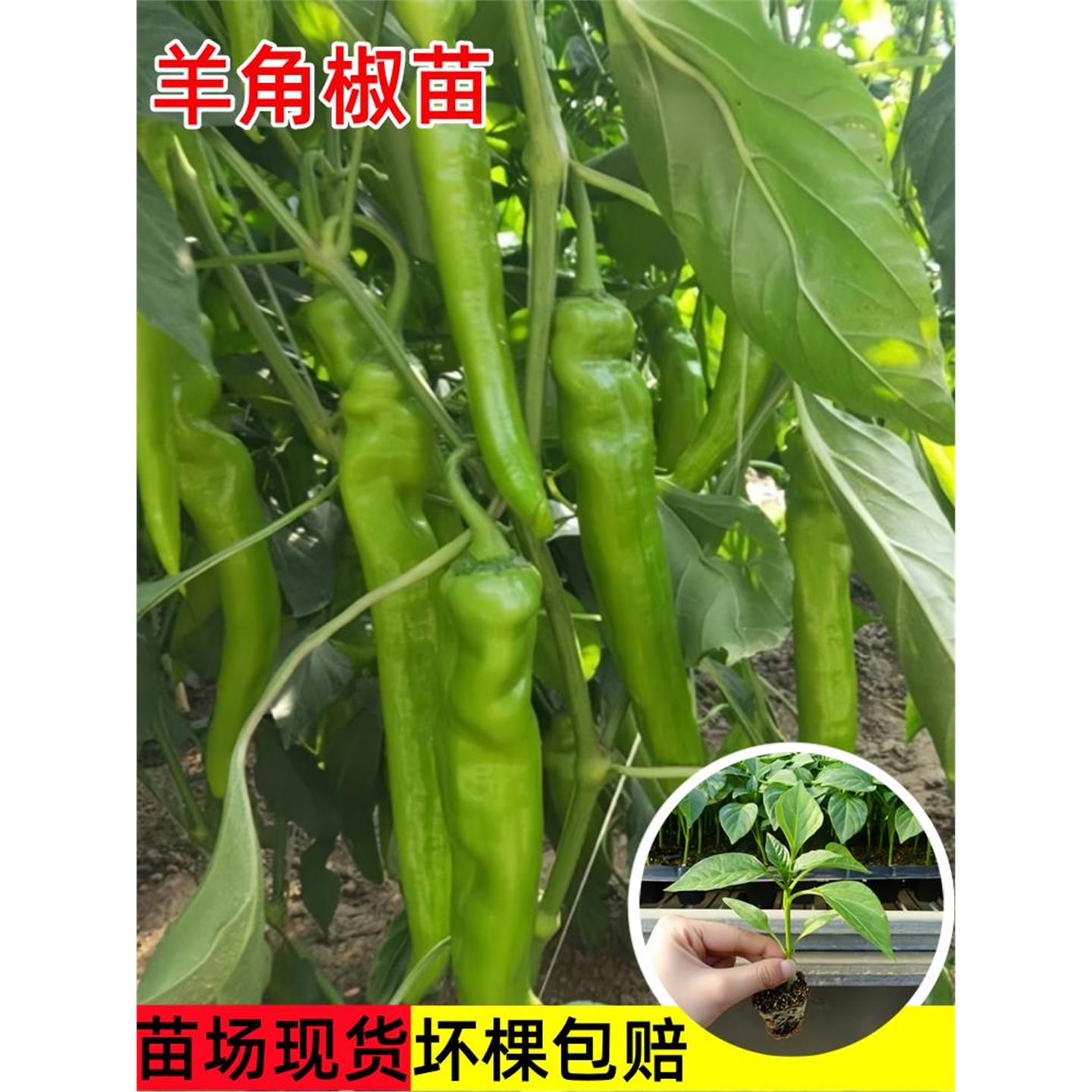 大果羊角椒苗辣黄尖牛青菜