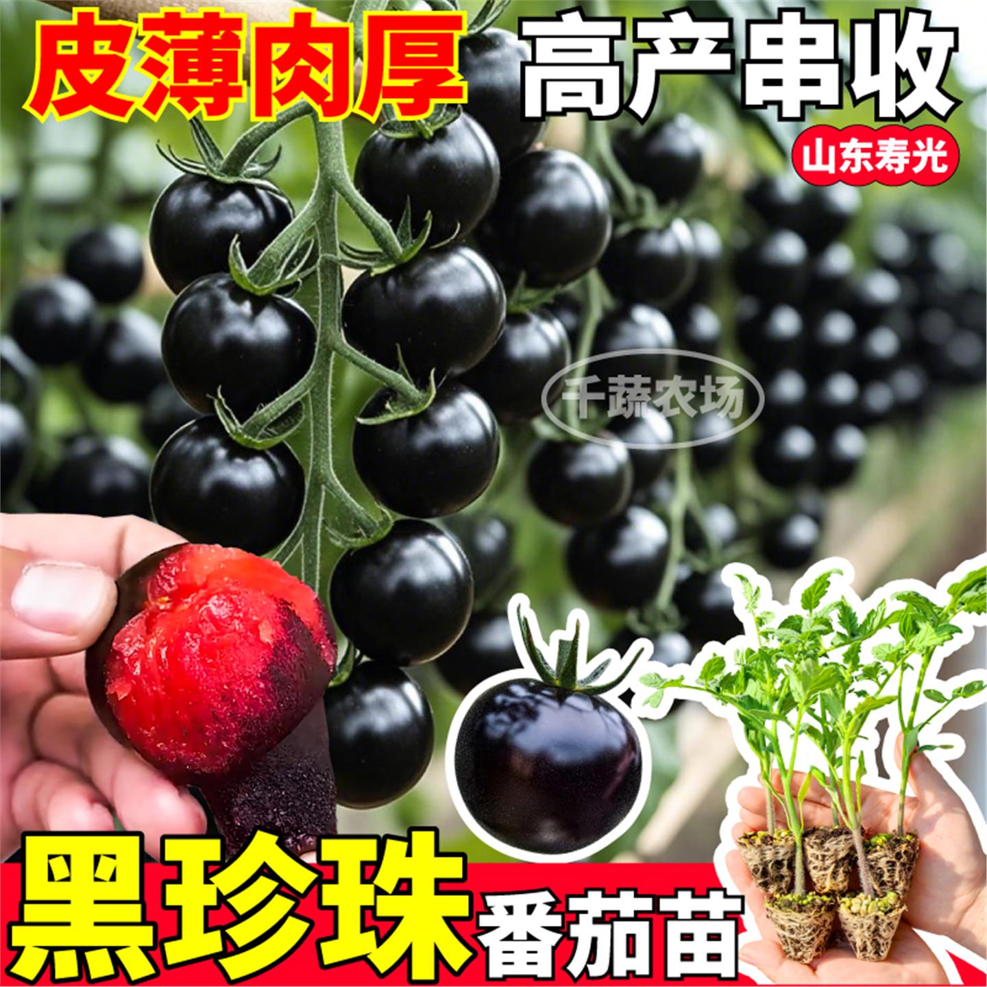 山东寿光黑珍珠番茄苗秧四