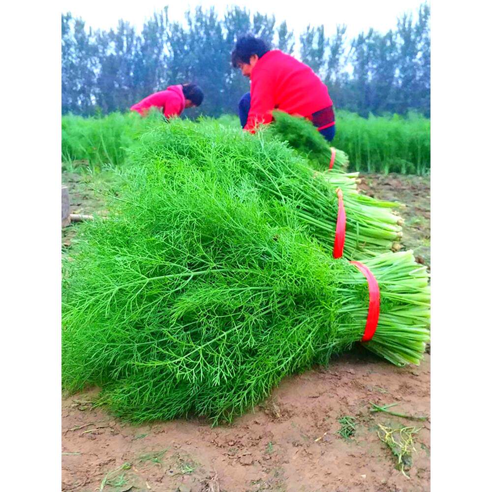 割茬小茴香苗种子阳台籽孑