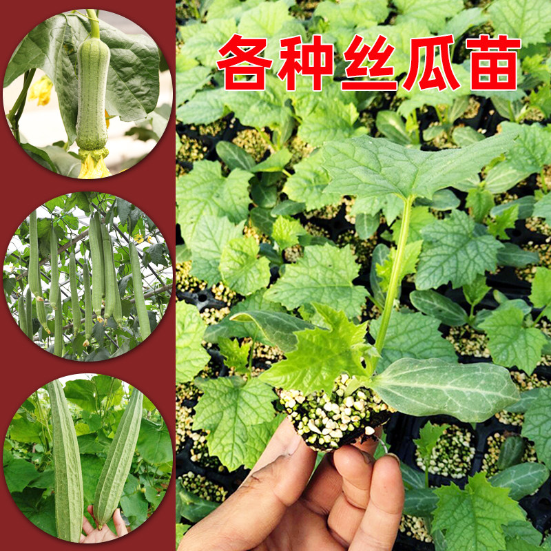 本地特长香丝瓜苗秧老品种