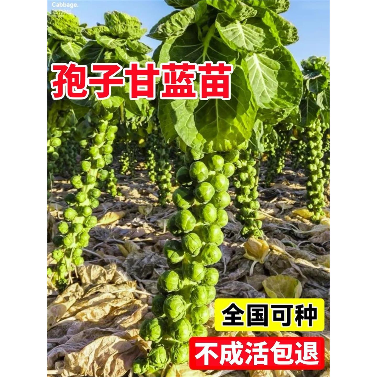 孢子甘蓝苗秧带土秋冬耐寒