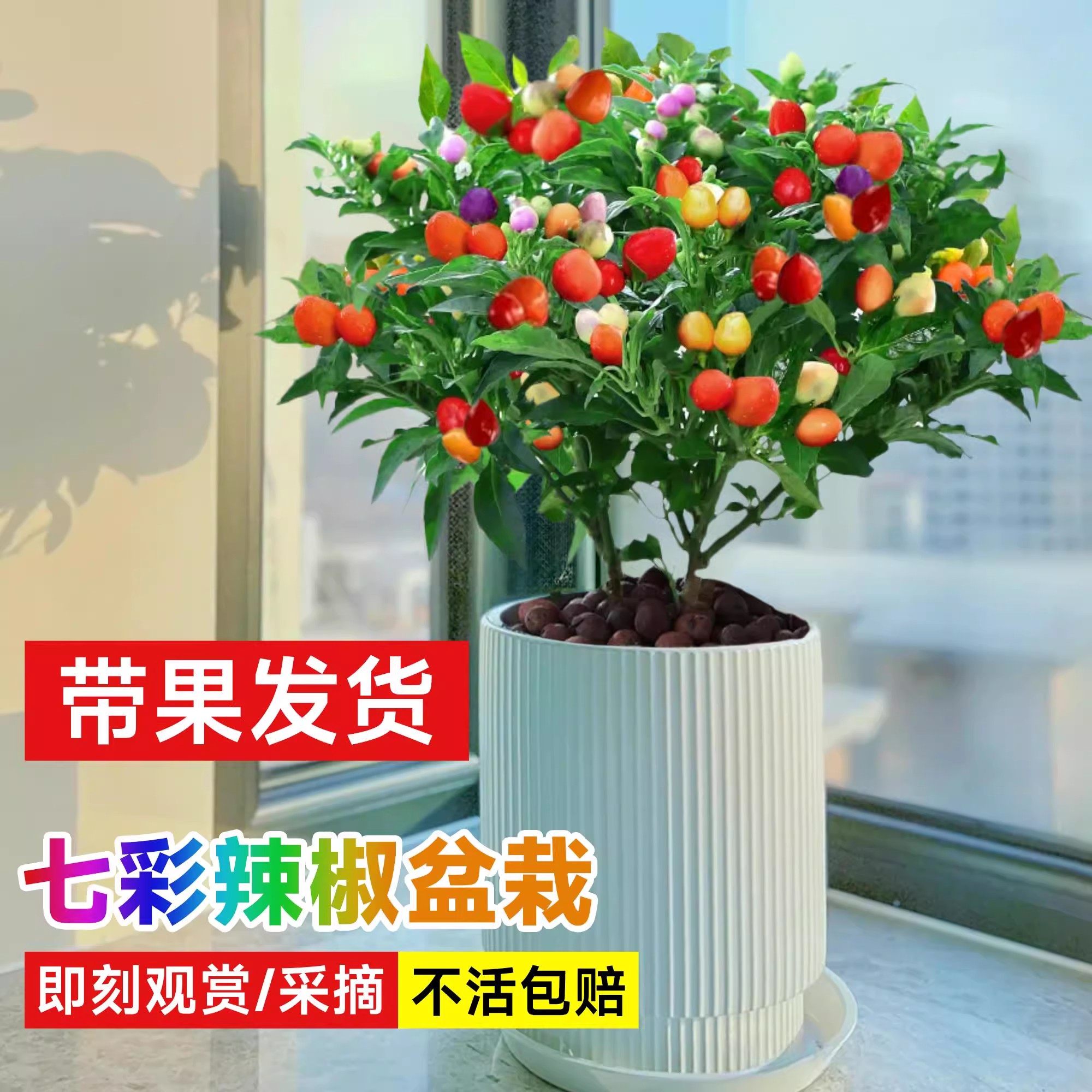 辣椒盆栽带果七彩五苗可食