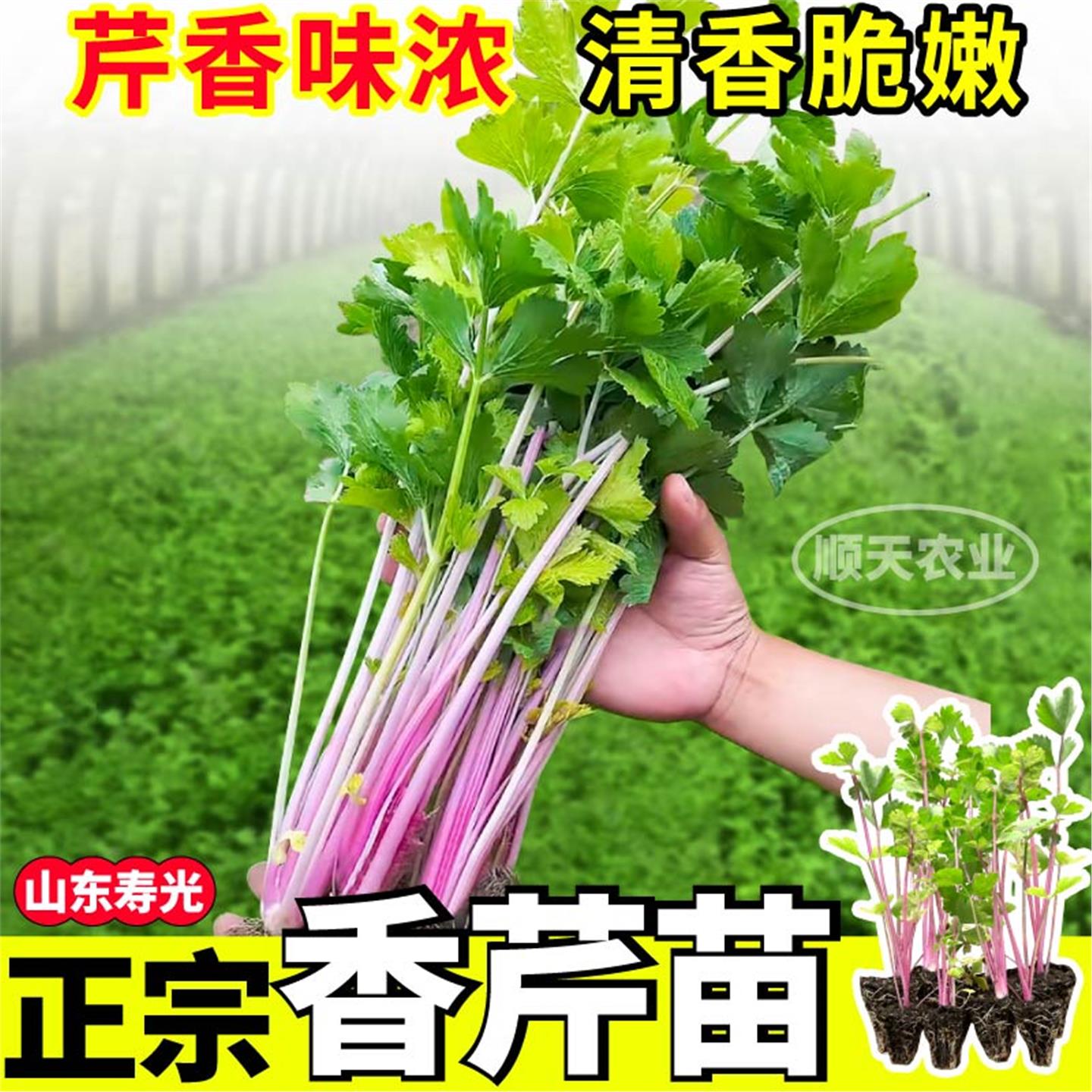 山东寿光正宗红香芹苗秧四