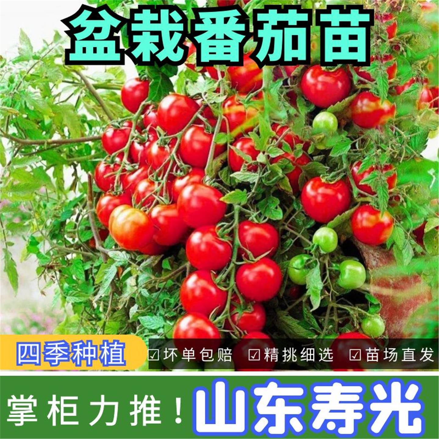 矮生盆栽樱桃小番茄种苗圣