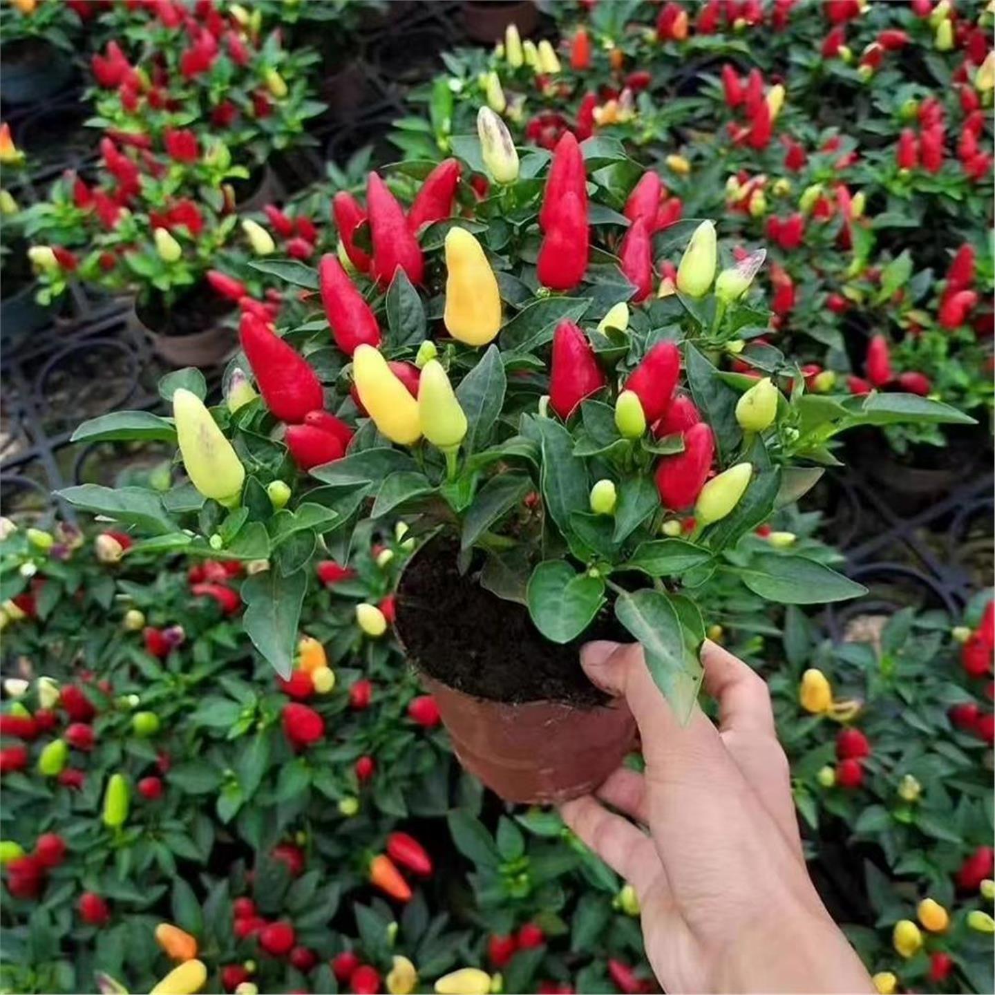 五彩椒盆栽树苗小辣朝天阳