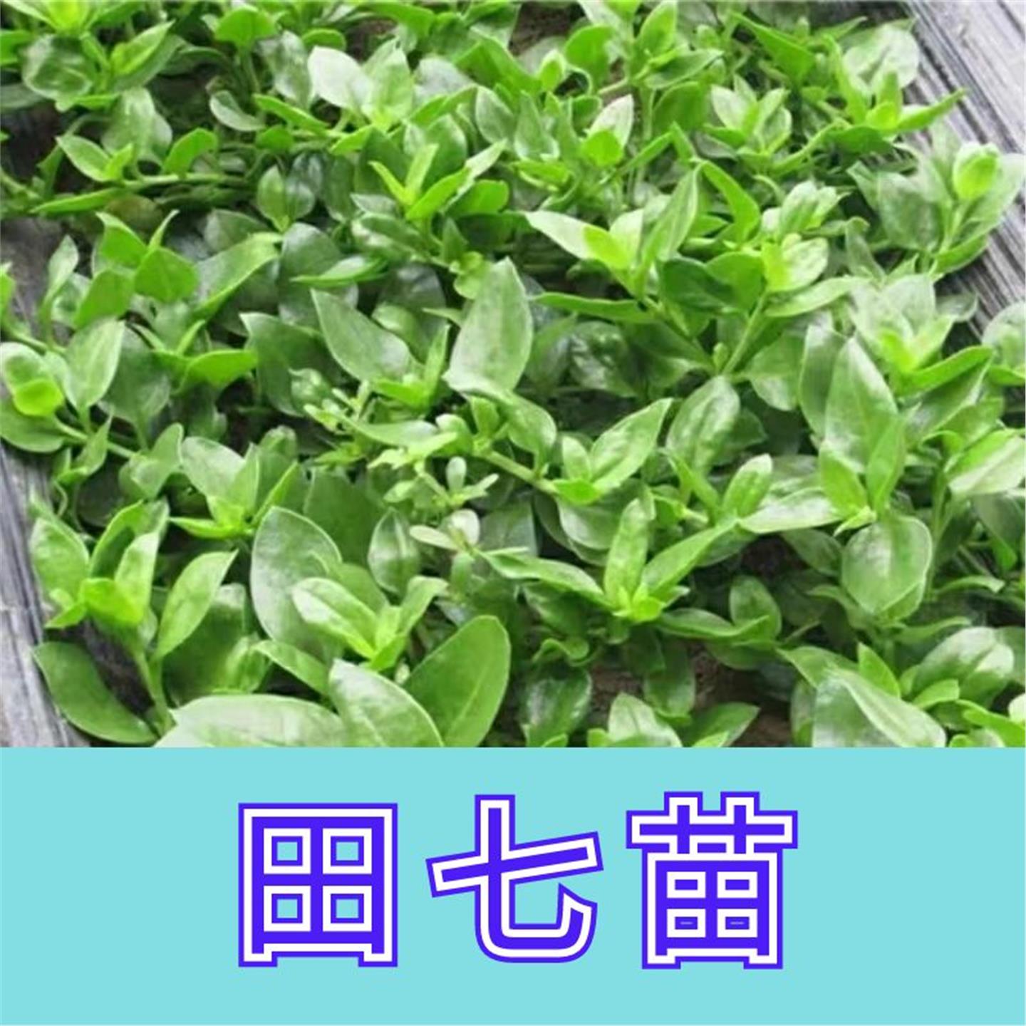 可食用盆栽菜苗秧田七花室
