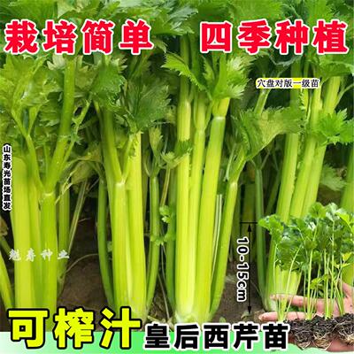 皇后西芹秧苗适合秋冬季蔬