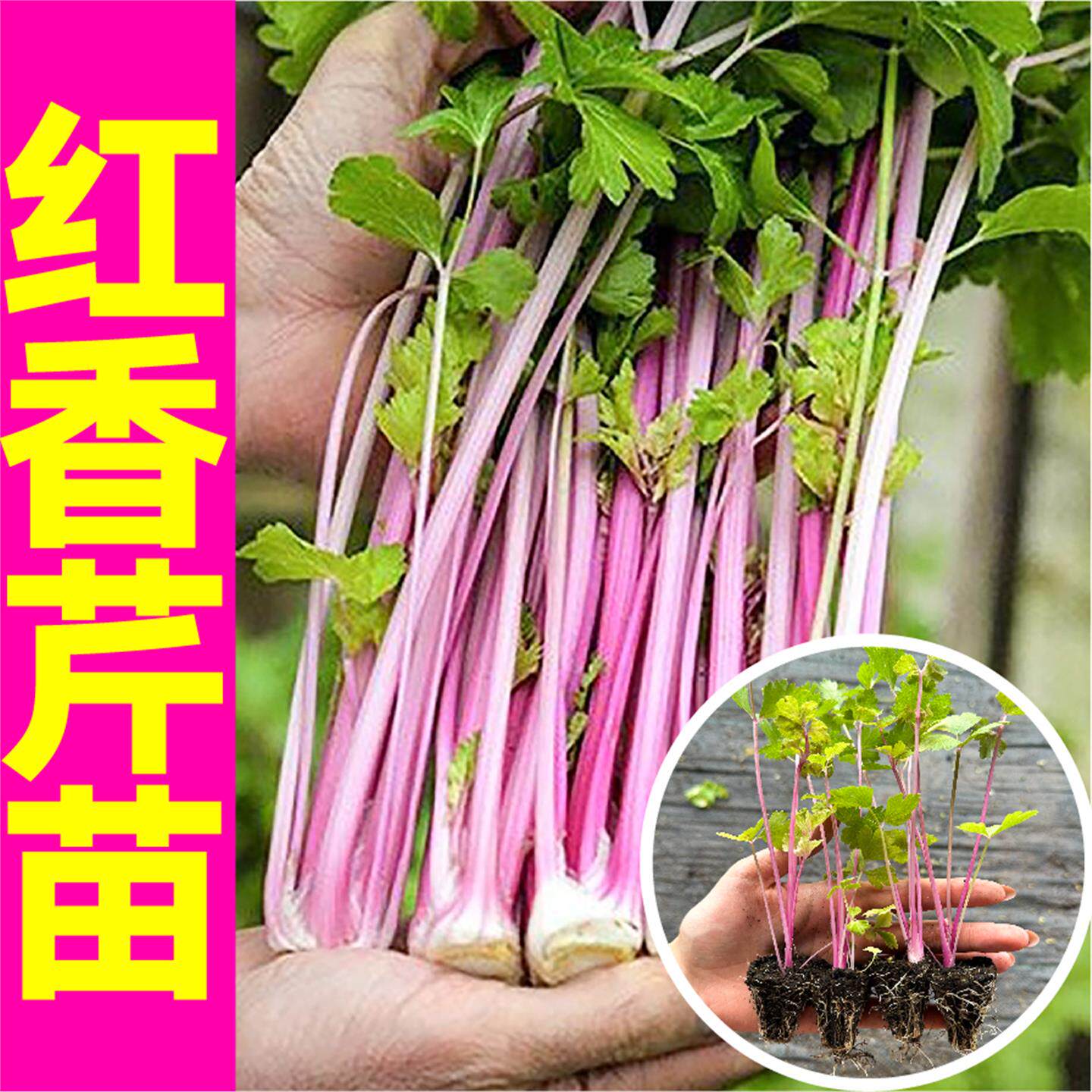 荷兰红香芹菜秧苗营养丰富