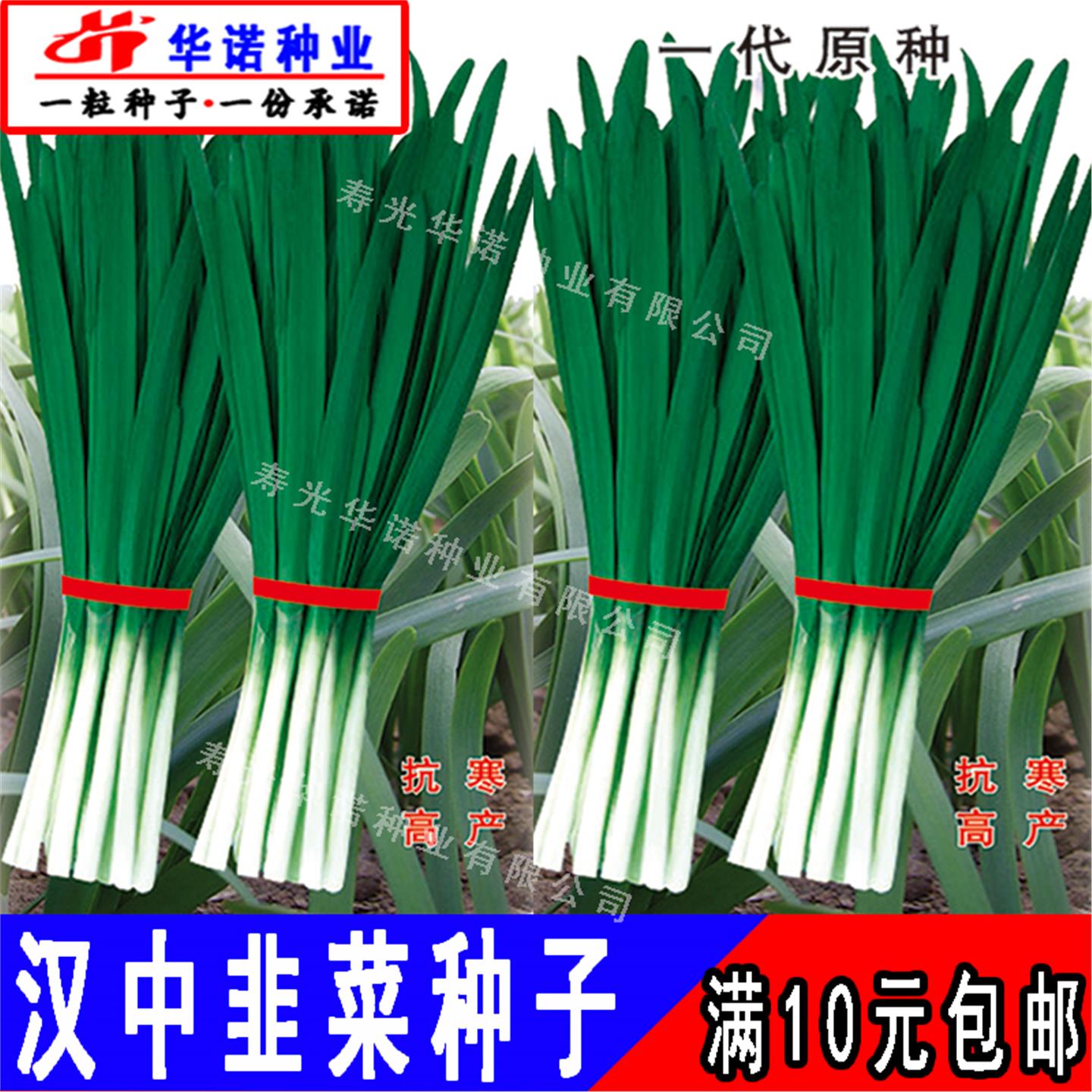 汉中韭菜种籽孑根苗子阳台