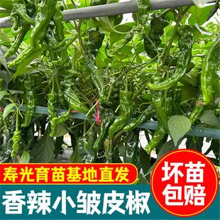 香辣小皱皮辣椒苗薄皮辣椒种子不辣的超长耐热四季种特大香辣好吃