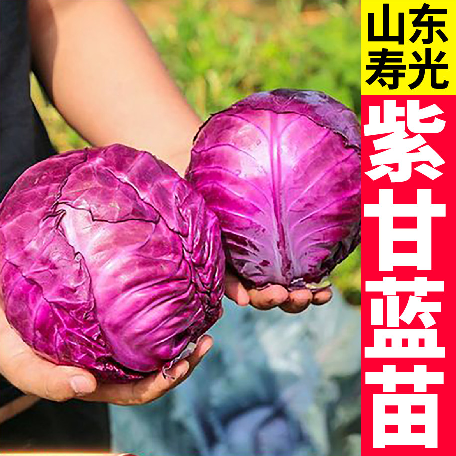 早熟紫甘蓝菜种苗带土球四