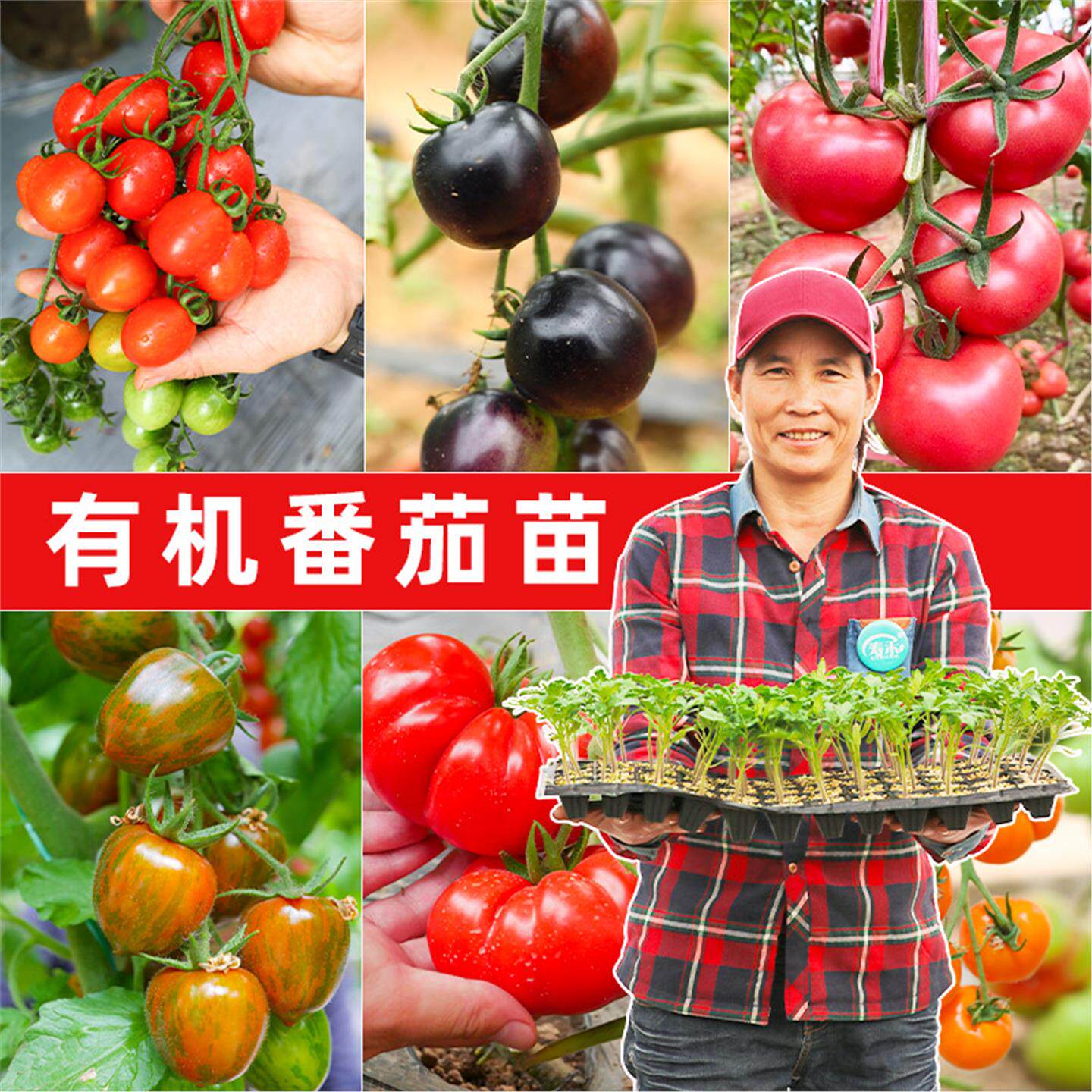 四季小番茄种子苗千禧圣女