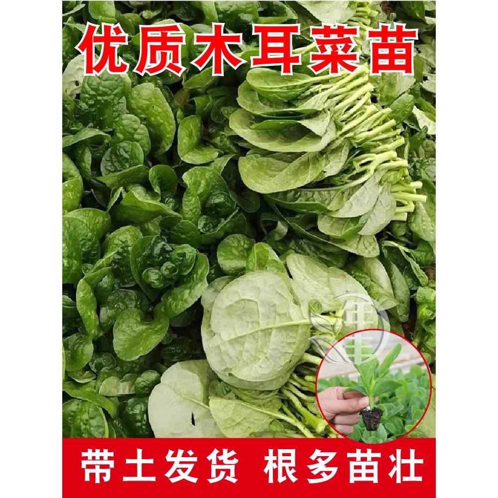 山东圆叶特大木耳菜苗秧肥