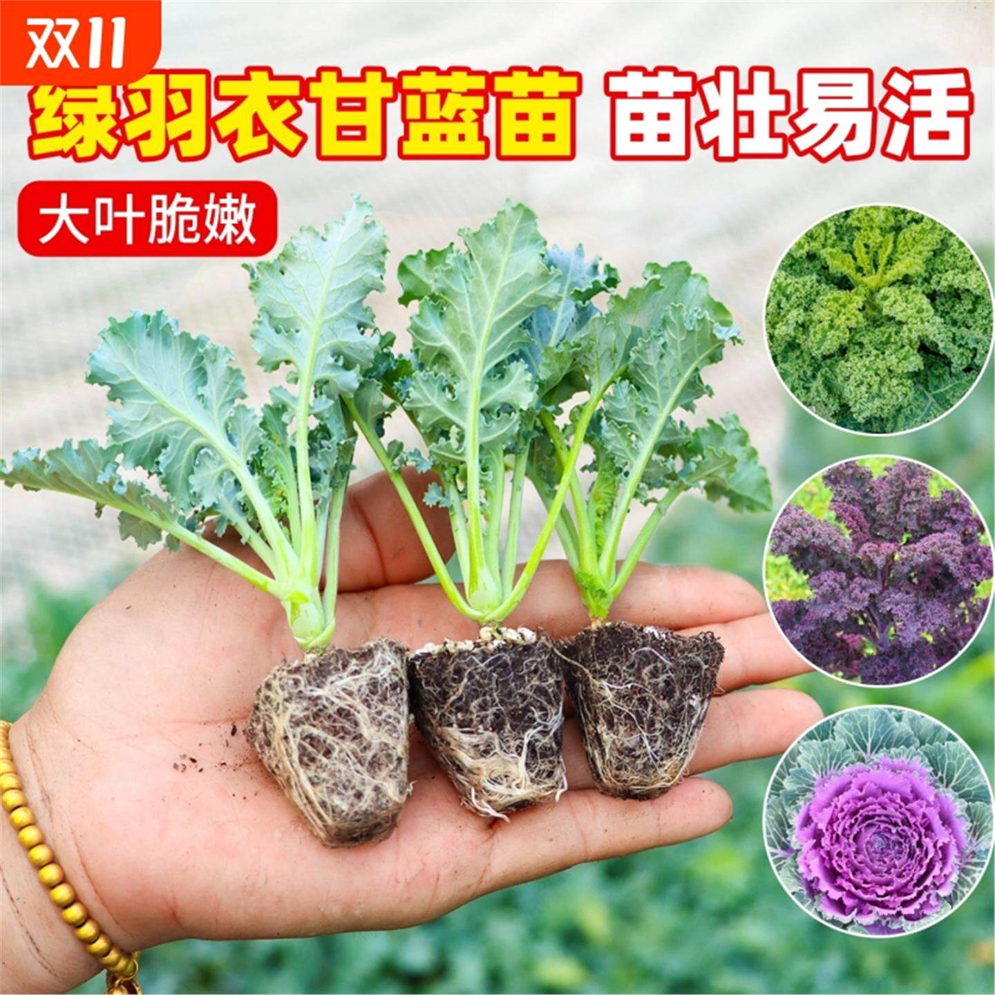 寿光绿羽衣甘蓝苗秧带土球