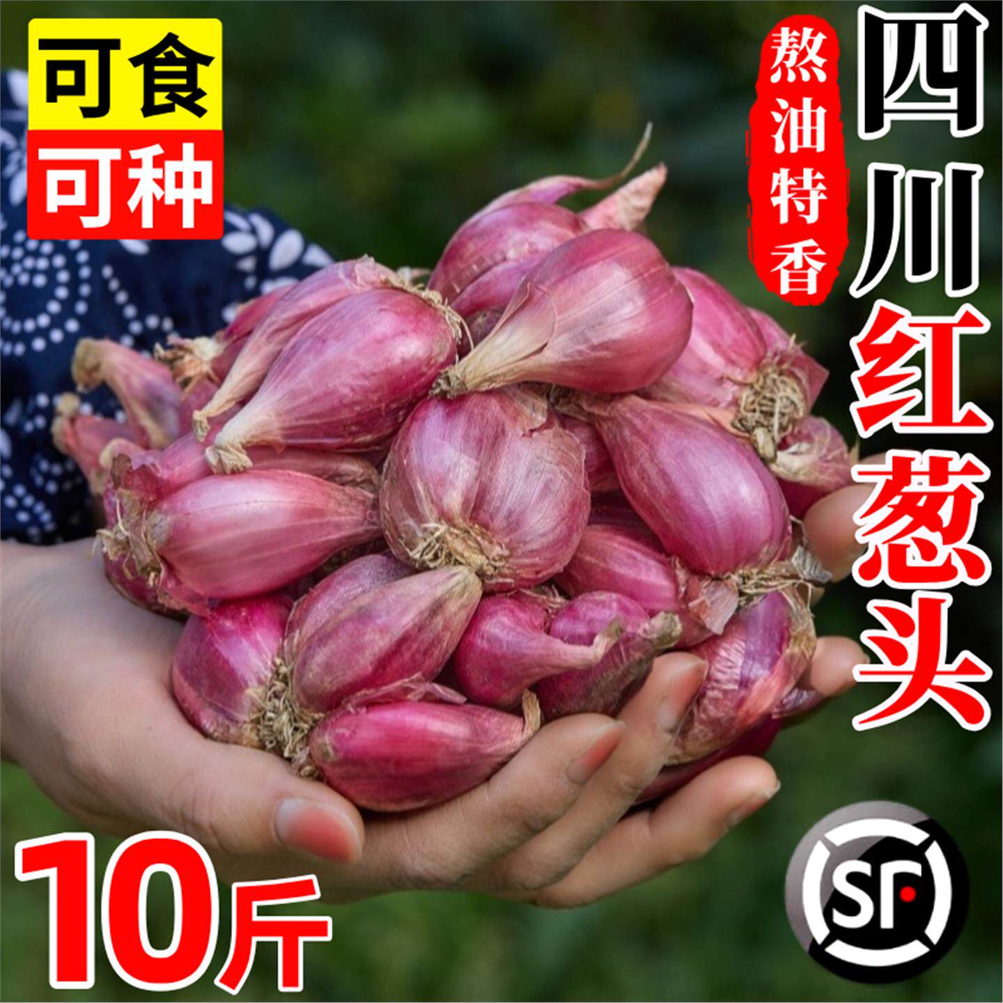 葱头四川新鲜毛红可食种季