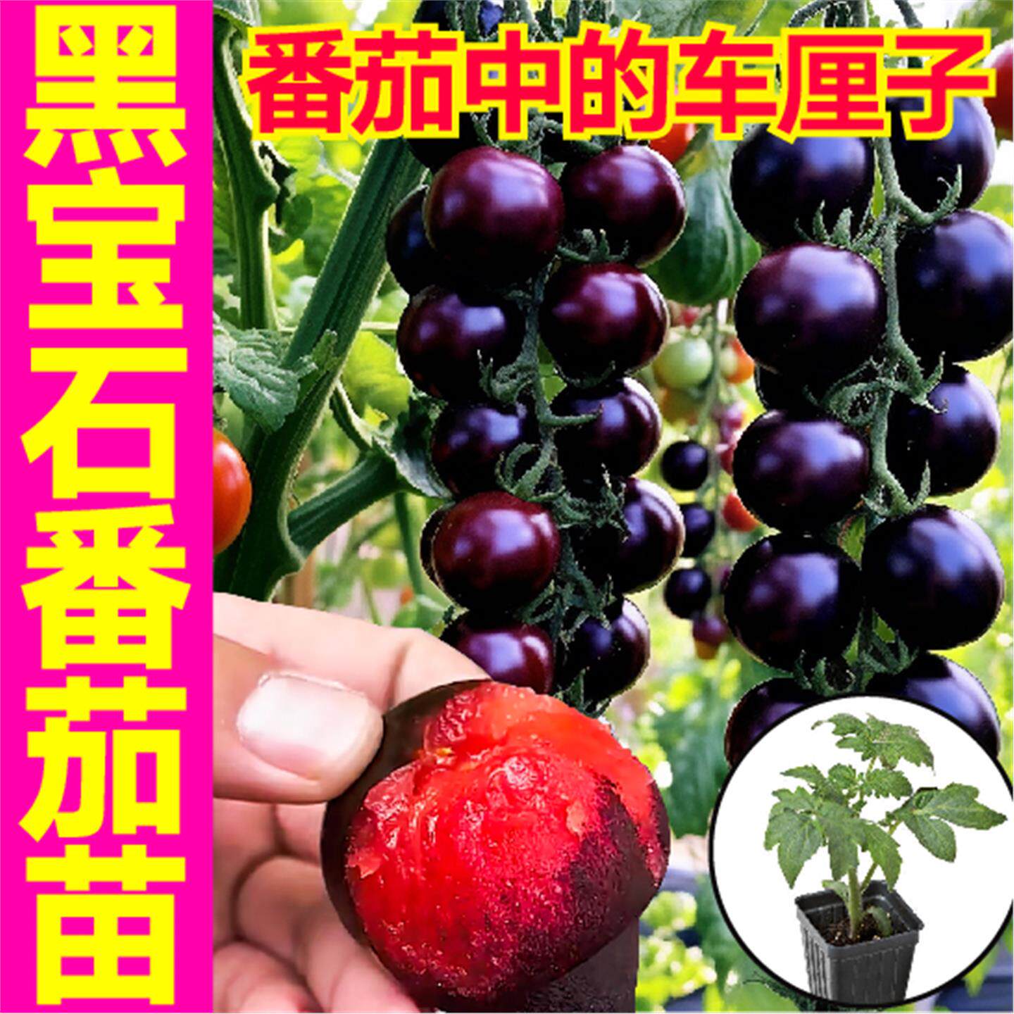 超甜糖水炸弹黑宝石番茄秧