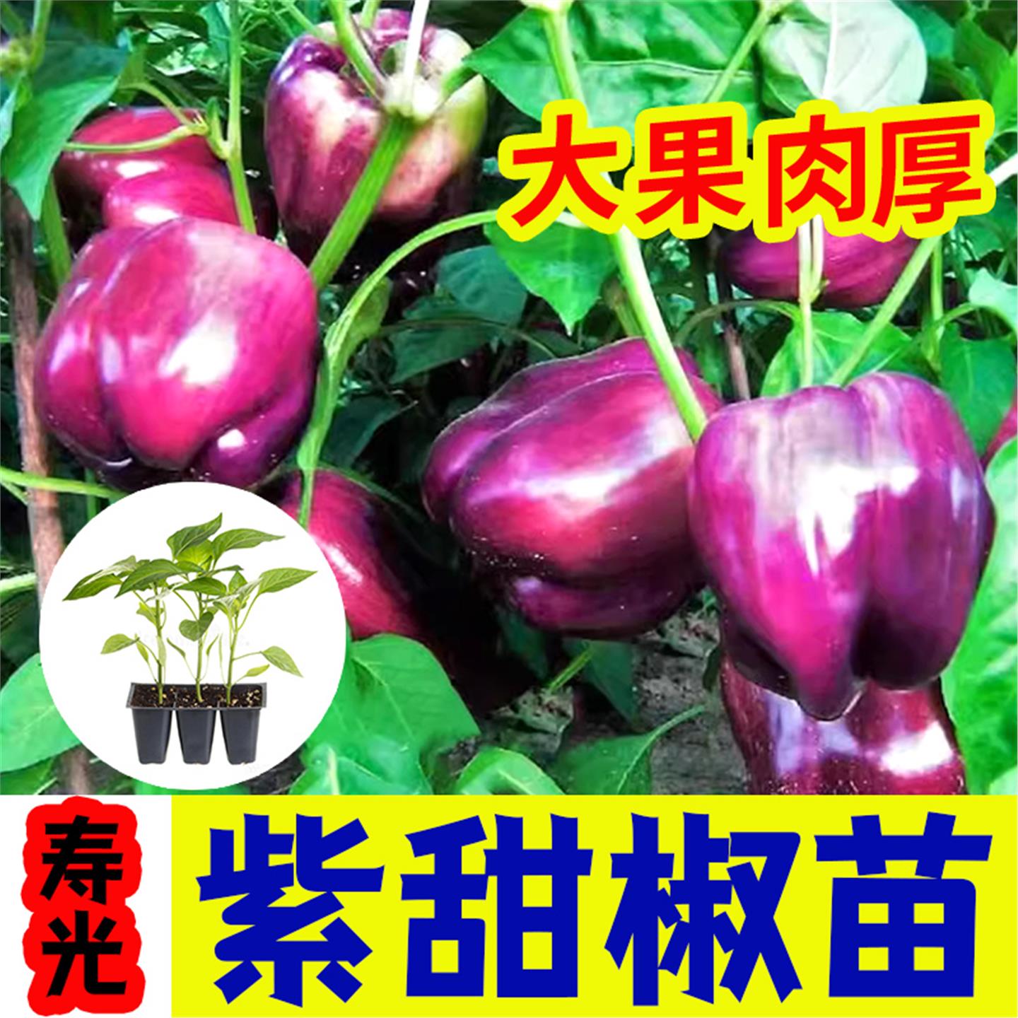 寿光紫甜椒苗秧大果红黄绿