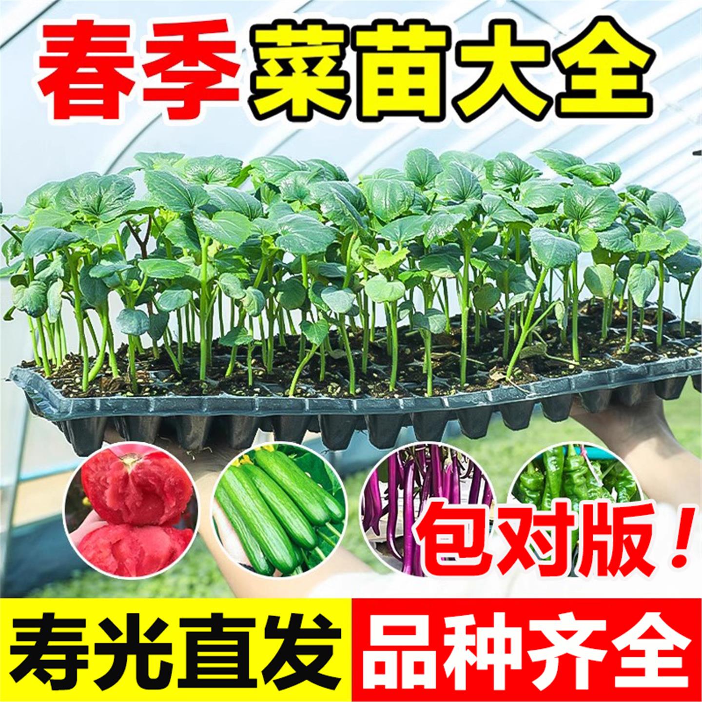 春播蔬菜苗西红柿辣椒秧大