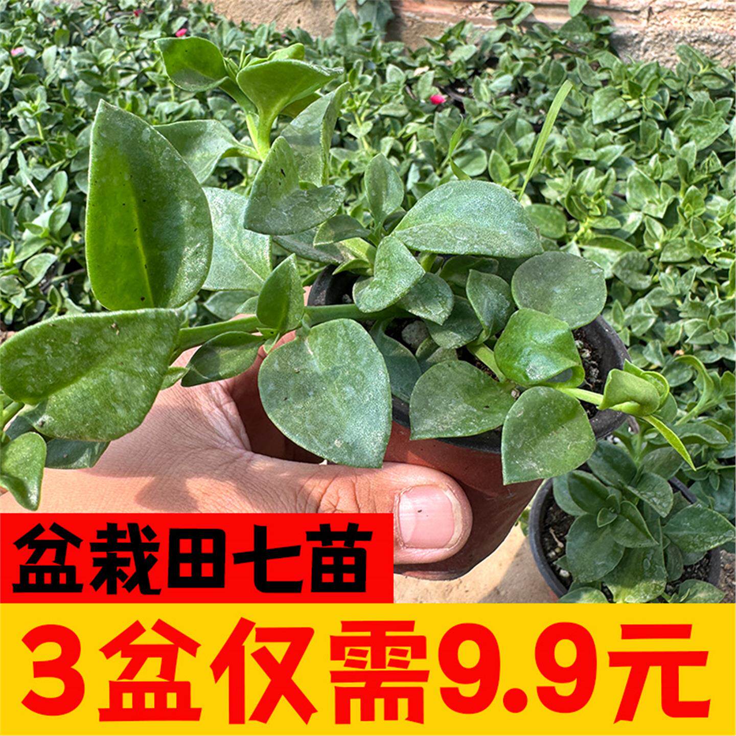 田七盆栽秧苗四季种植人参