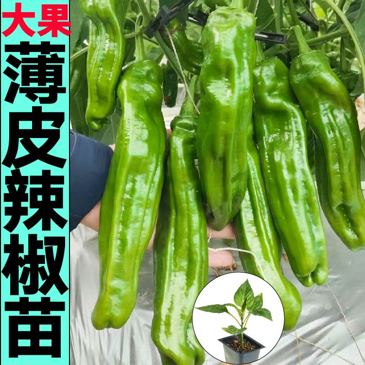 大果薄皮椒苗秧皱辣种子魔