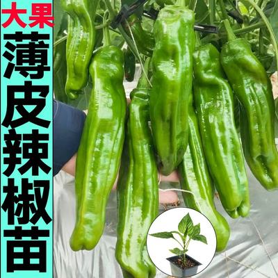 大果薄皮椒苗秧皱辣种子魔