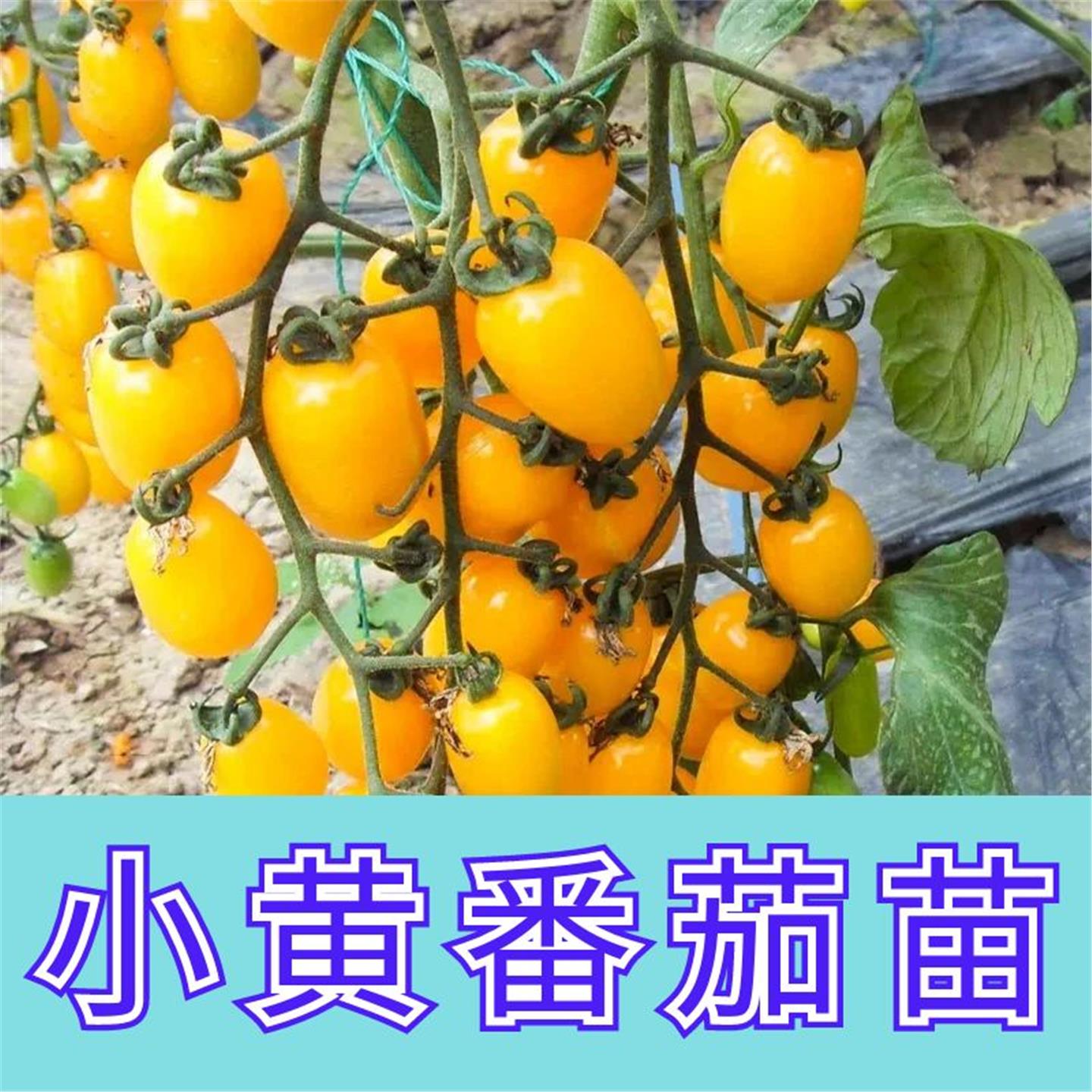 黄色圣女果种子樱桃小番茄