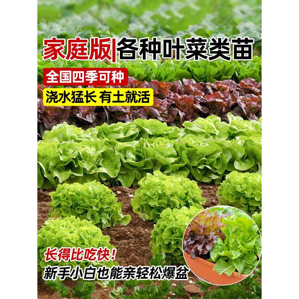 奶油生菜苗秧带土秋冬耐寒