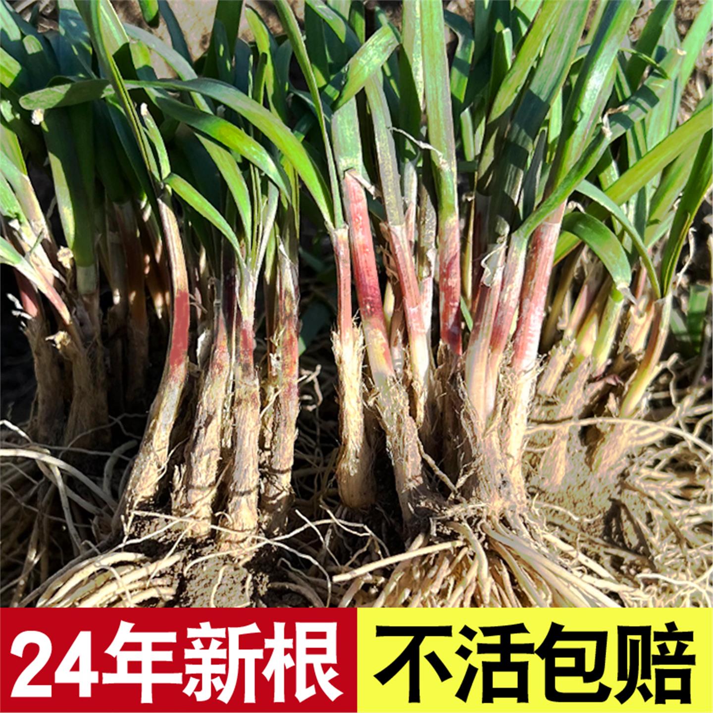 紫红根韭菜寿光现挖粗宽