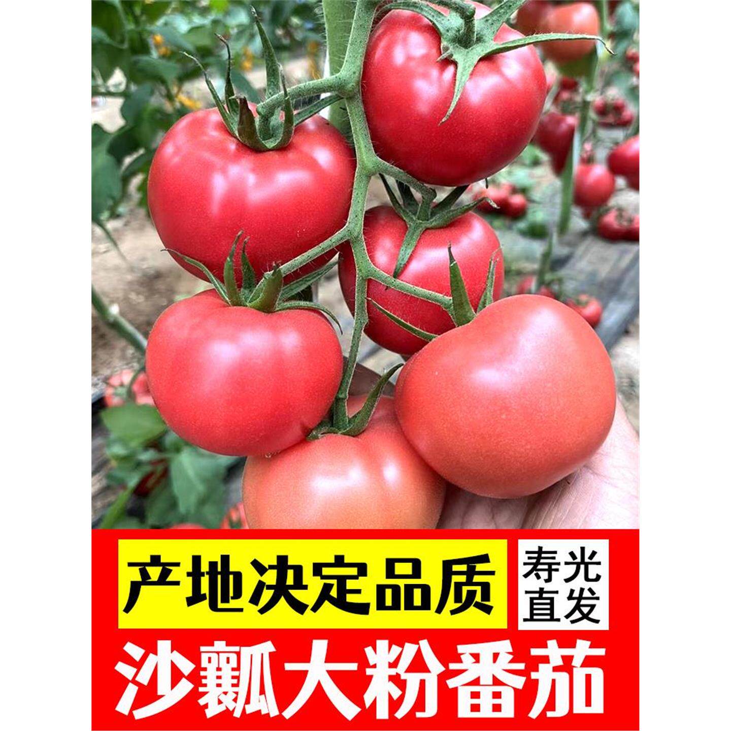 大粉沙瓤西红柿苗秧种子番