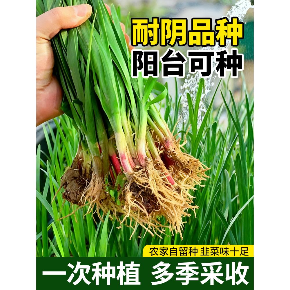 寿光本土现挖红根宽叶韭菜