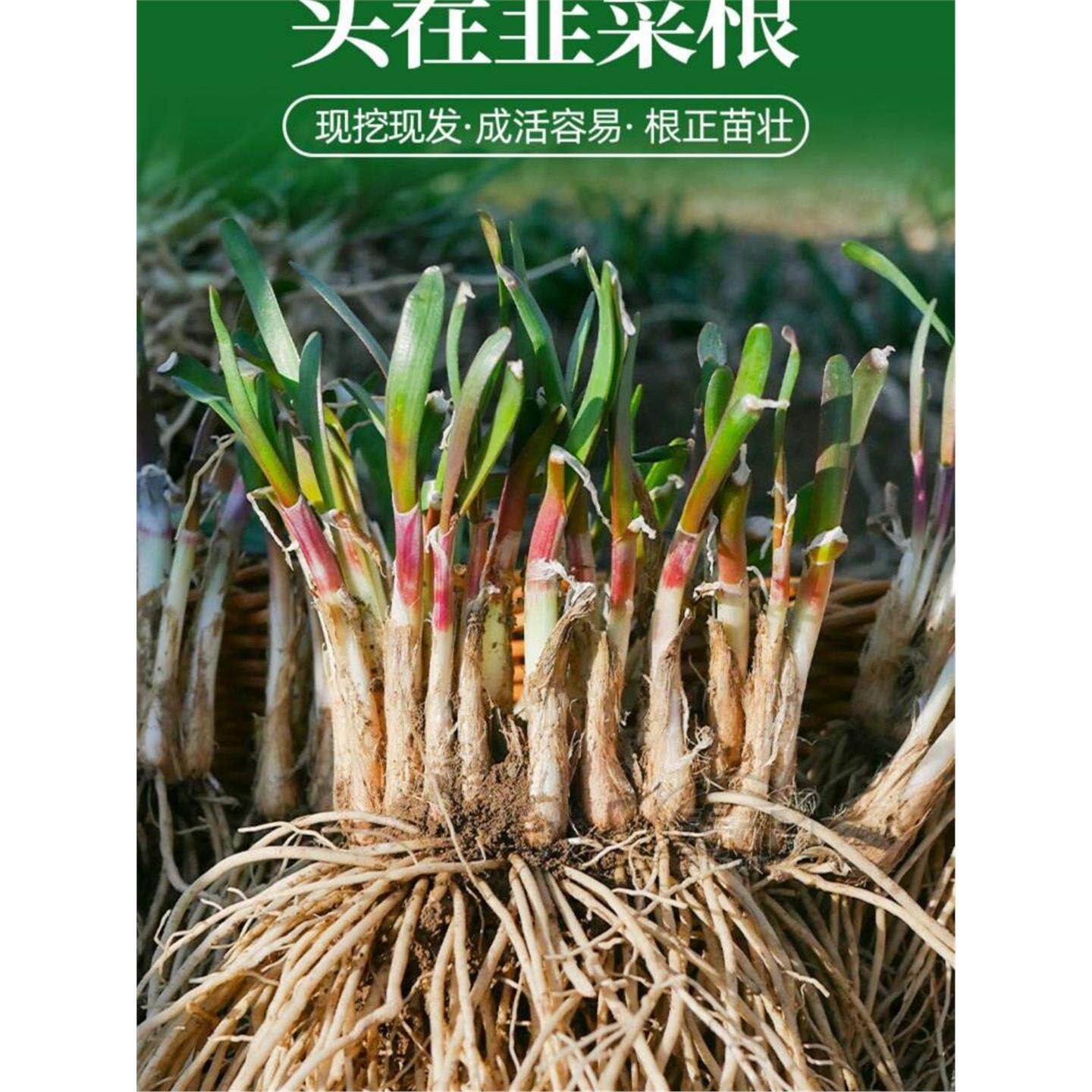 老品种细叶韭菜根苗红独室