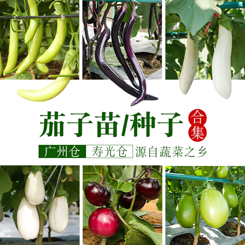 茄子苗长种籽四季线圆杭带