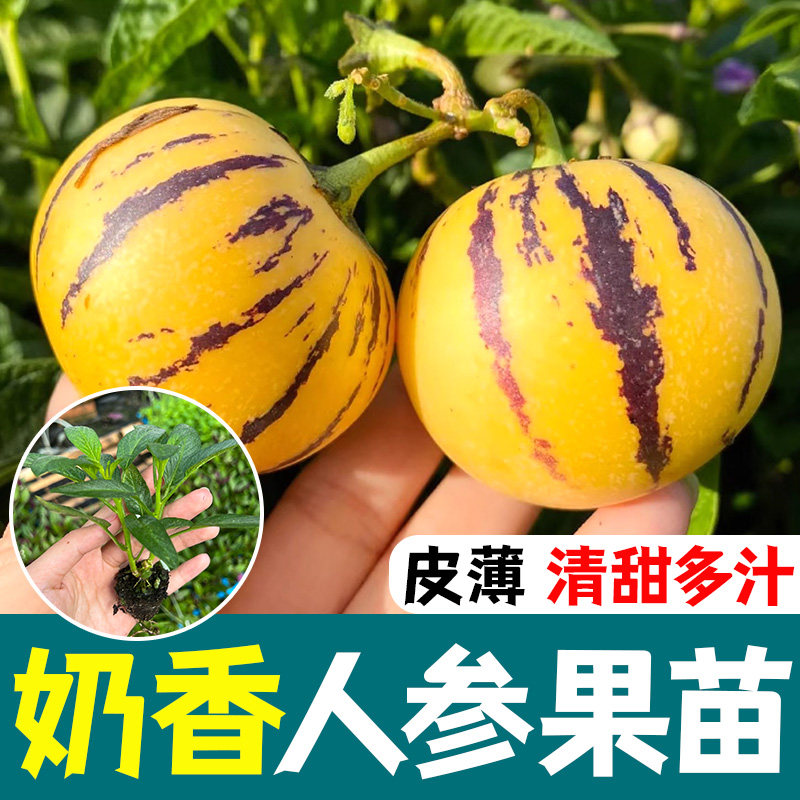 人参果苗盆栽高产种子地庭