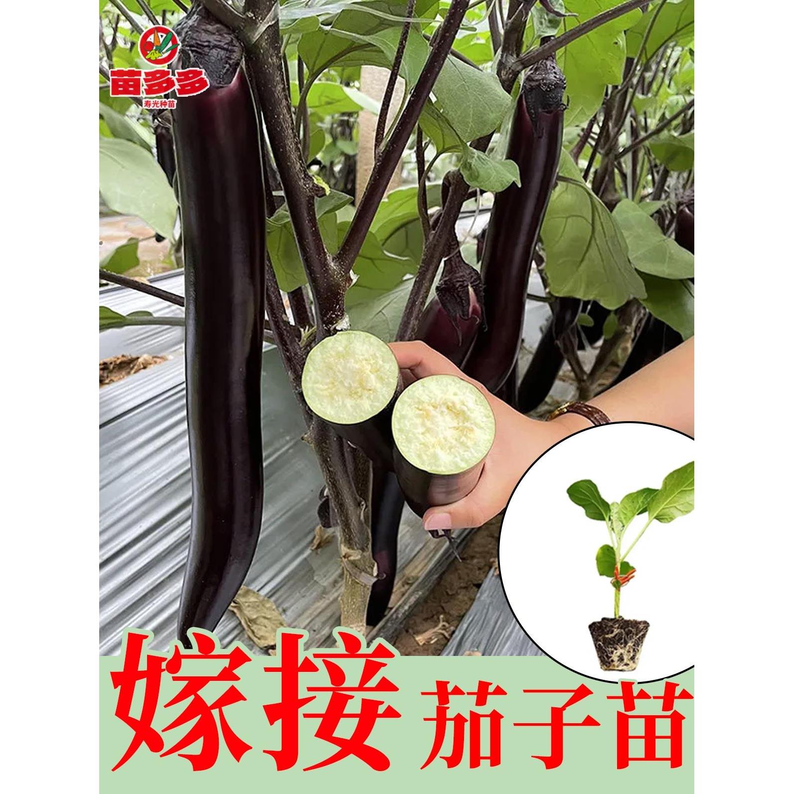 嫁接圆茄种子苗庭院植长易