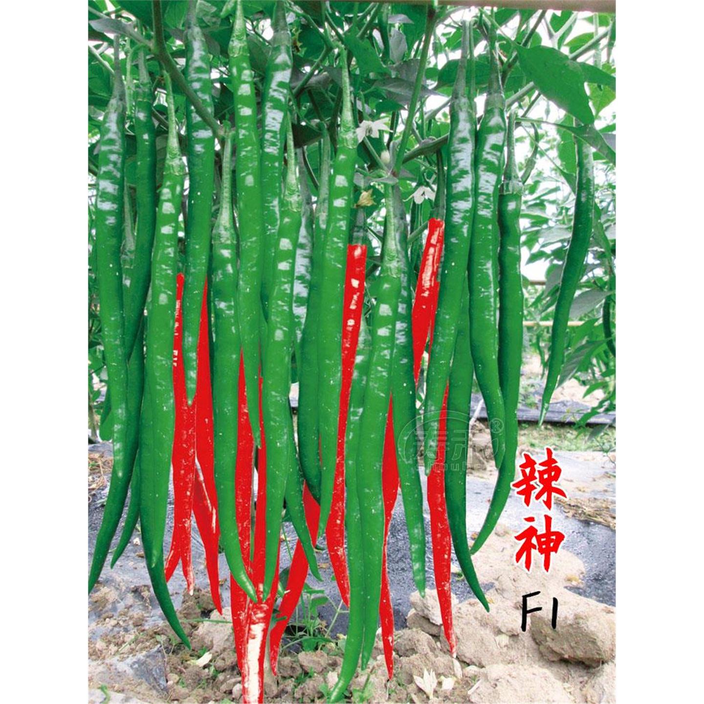 线椒种子苗辣籽秧春季蔬菜