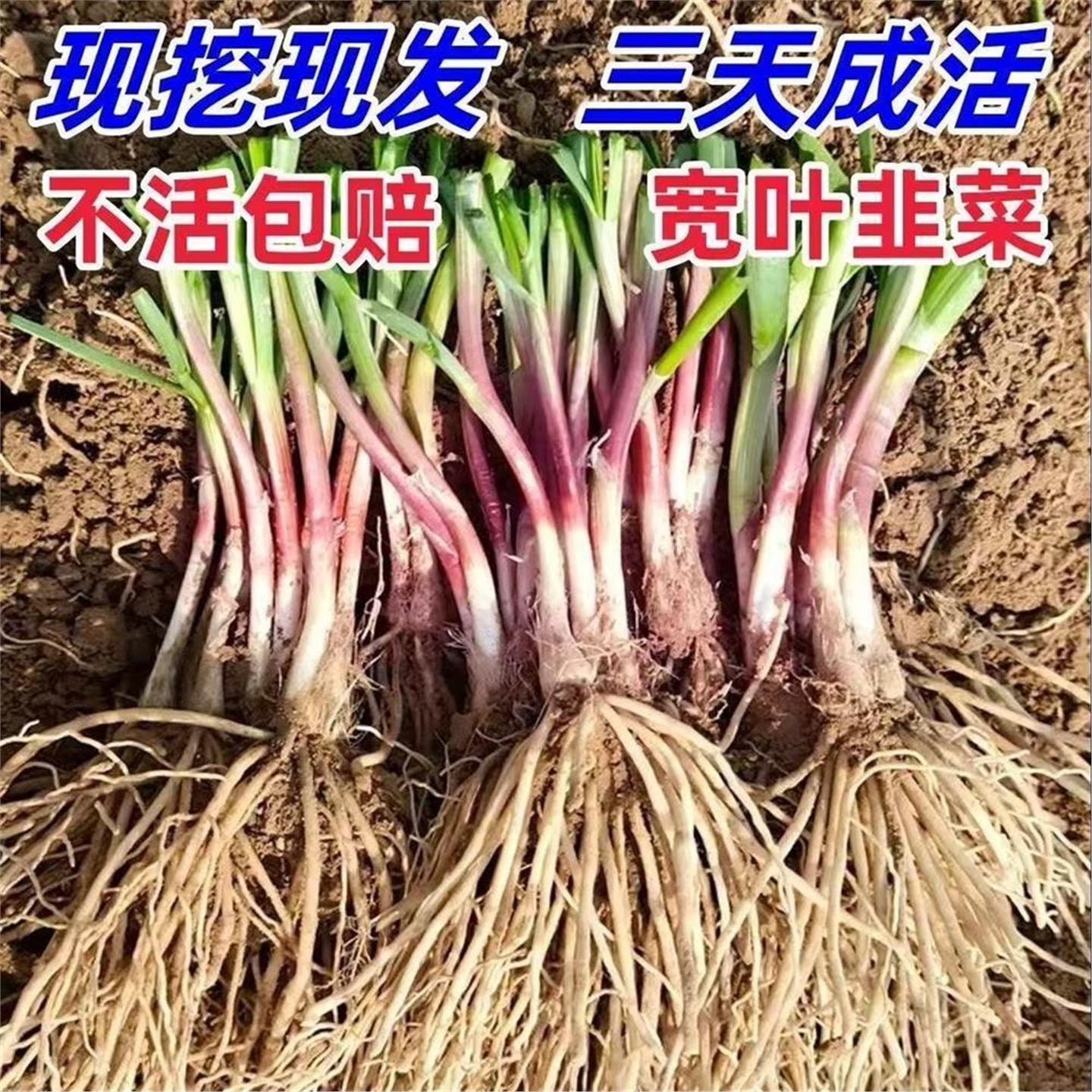 农家紫根韭菜苗红新宽叶独