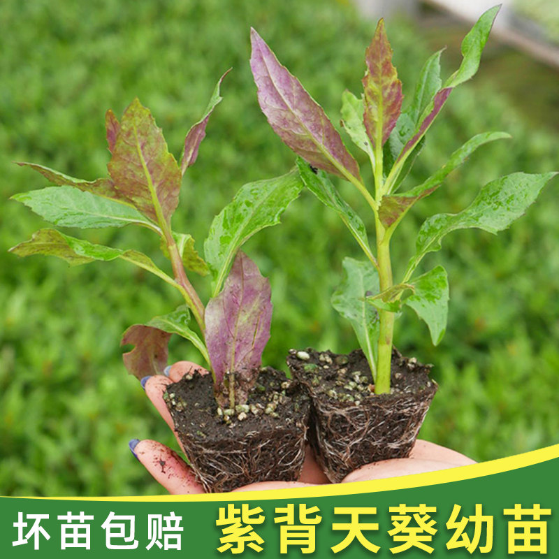 紫背天葵苗四季菜种籽子明