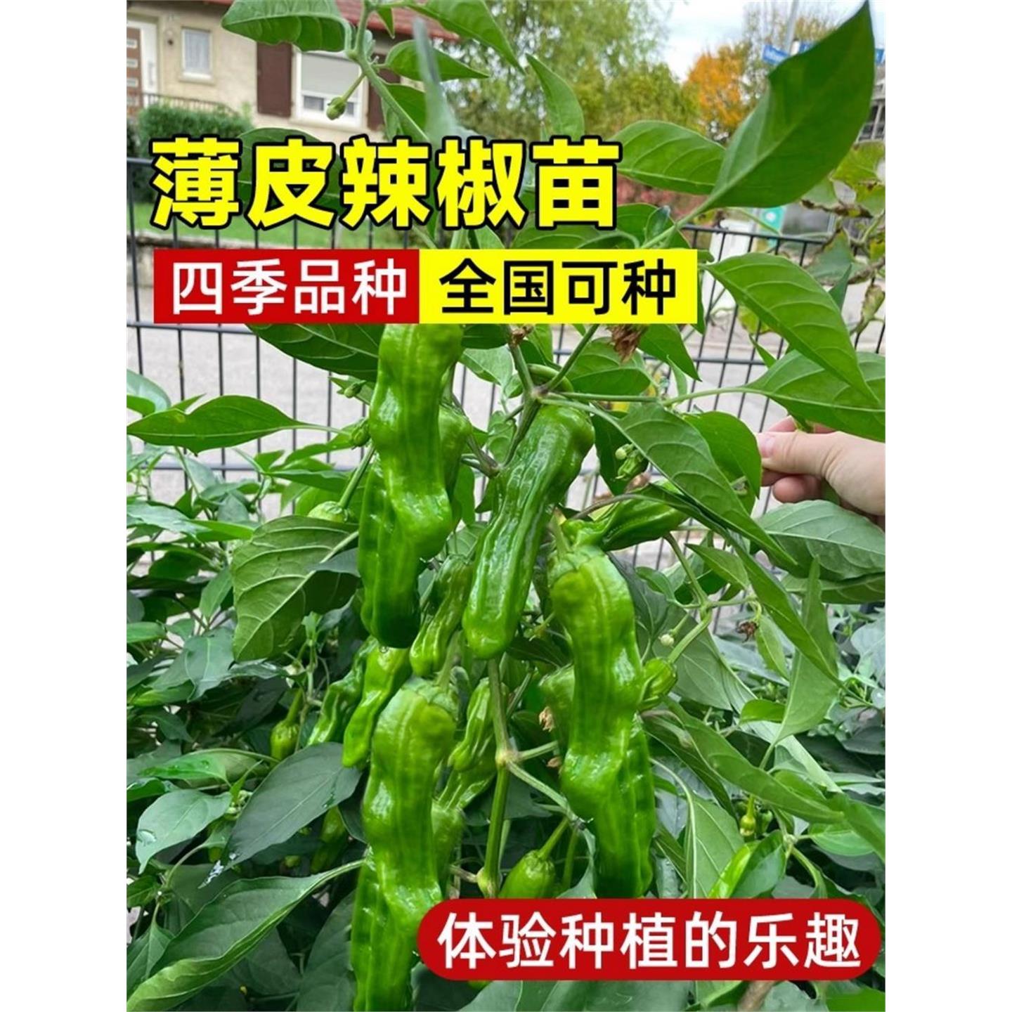 薄皮辣椒苗秧线种籽螺丝杭图片