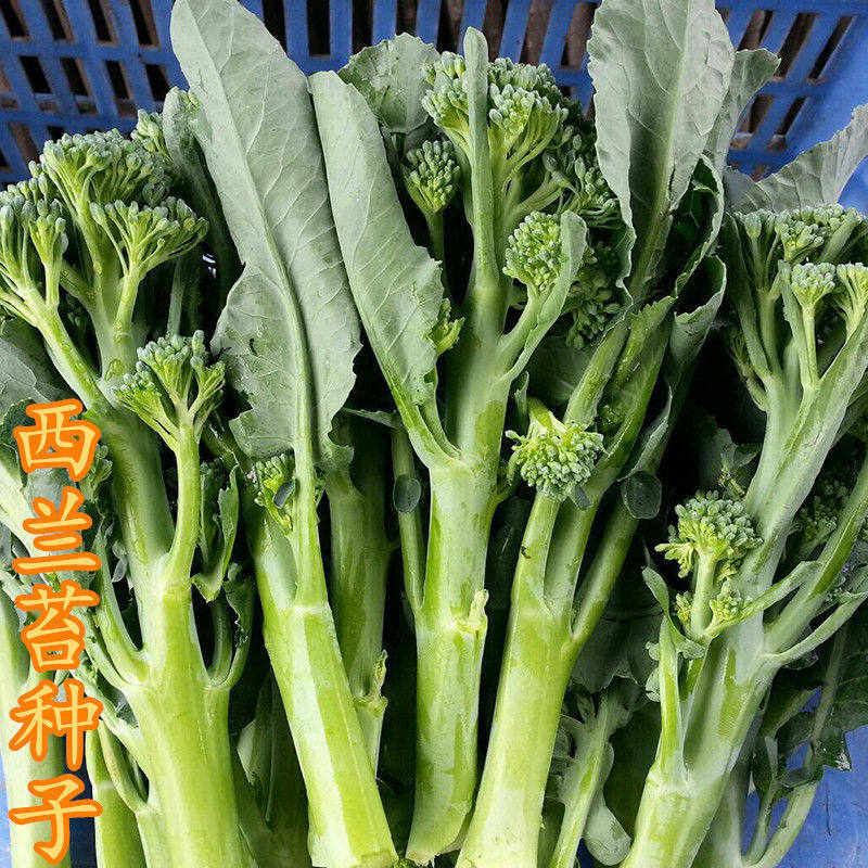 绿西兰苔种子西洋芥兰种子长茎小西兰花 芦笋青花笋秀兰芥蓝