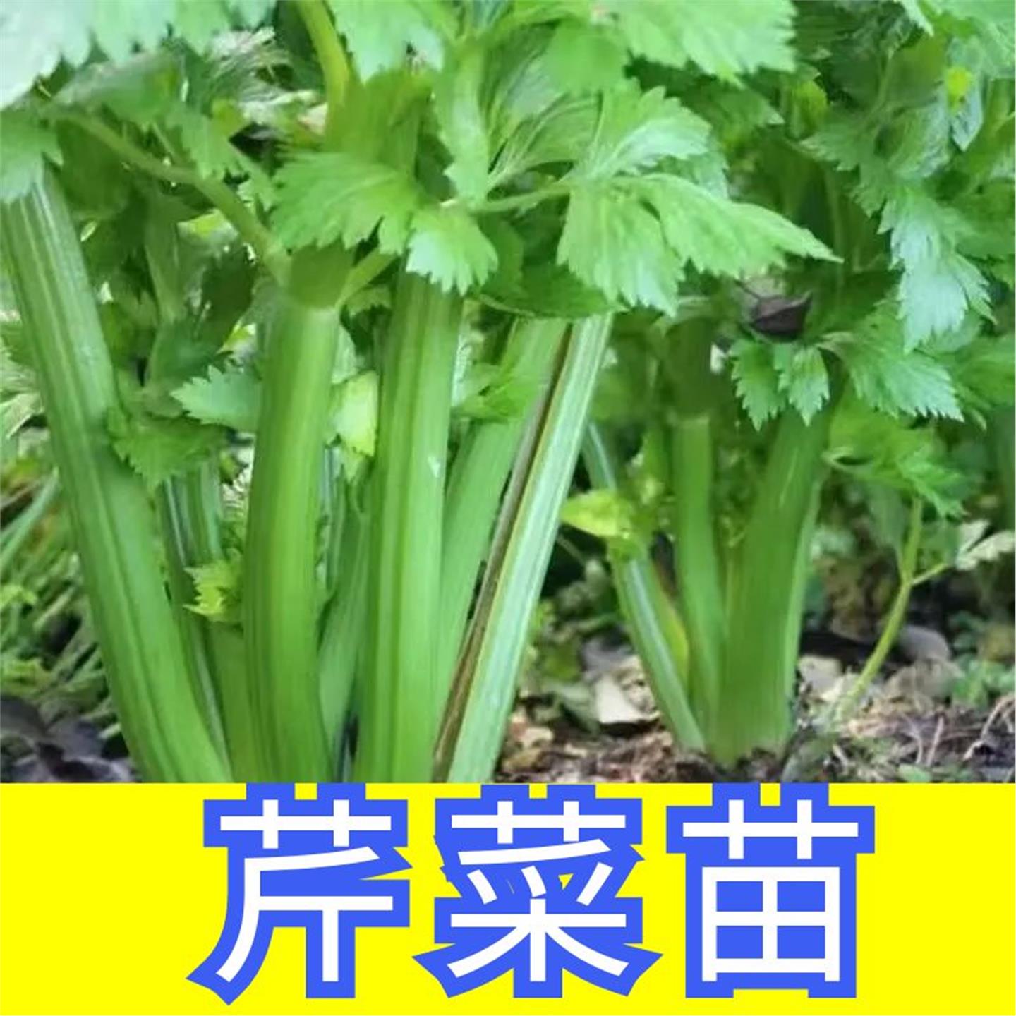 马家沟空心芹菜苗子籽阳台