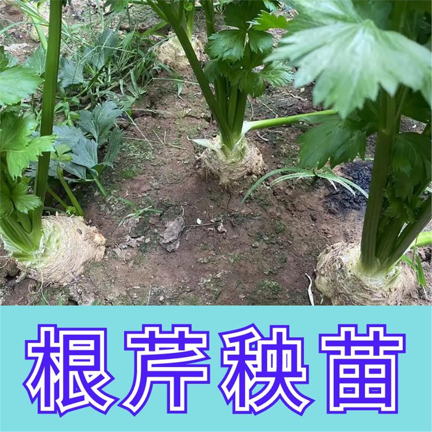寿光根芹种苗秧高产菜子大