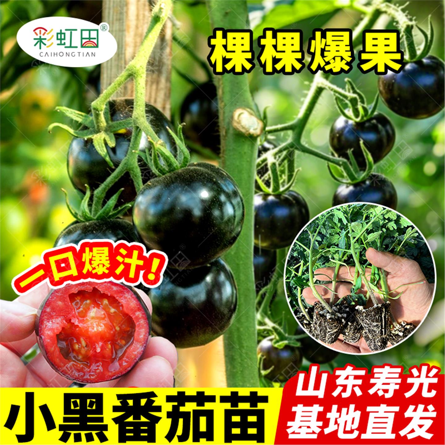 樱桃番茄种子超甜黑妖姬圣