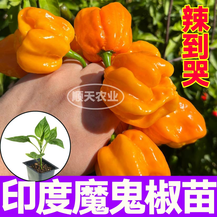 巨辣黄魔鬼椒苗秧带土球印